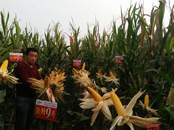 2014年應(yīng)縣田間觀摩會(huì)